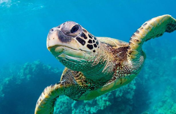 Bluefinn242 Swim with the Turtles in Nassau Bahamas 