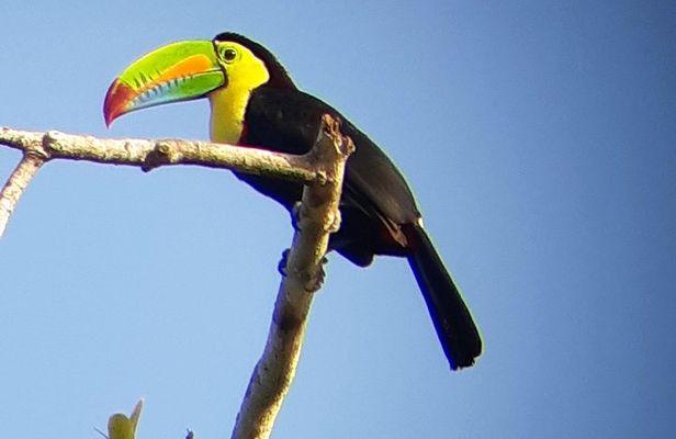 Ancon Hill Walking Tour: Sloths, Wildlife & Panama City Views