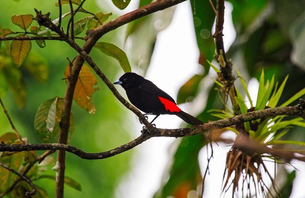 Bird Watching Tour Arenal Mundo Aventura