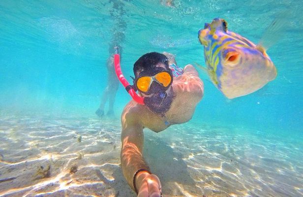 Bluefinn242 Half Day Snorkeling Tour in the Bahamas