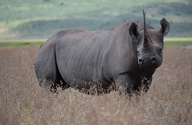 Amazing 2 days Tanzania Safari