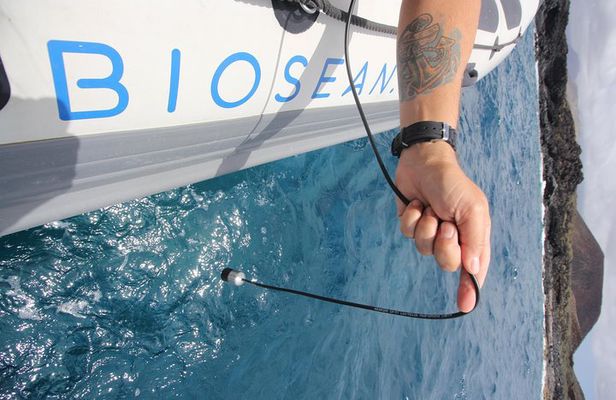 Whale Watching and Marine Science Tour