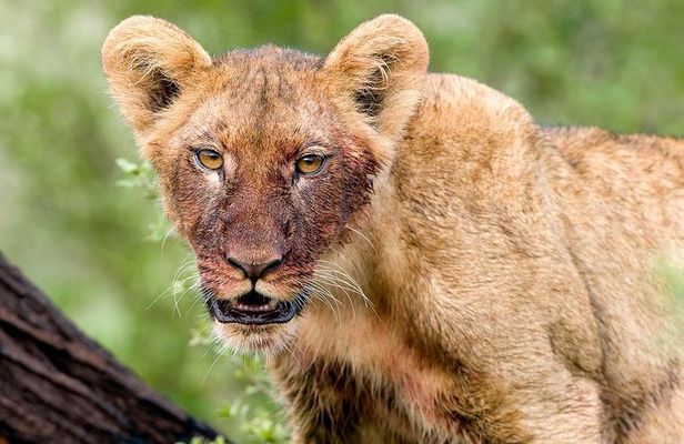 4 Days Lake Manyara National Park, Ngorongoro Crater , Serengeti National Park.
