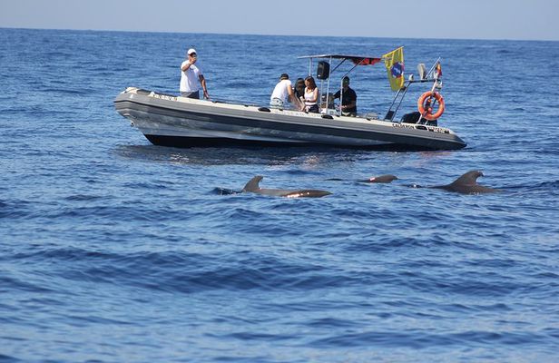Whale Watching and Marine Science Tour