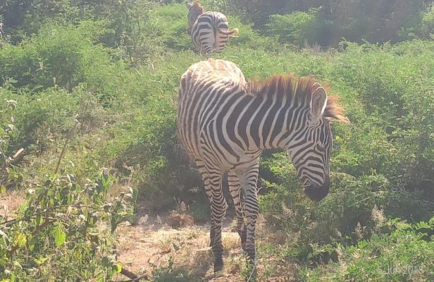 4day's Safari