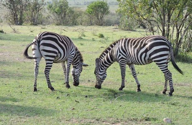 3day's Safari