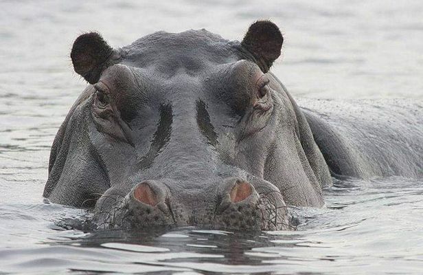 4 Days Safari to Mole park and Wechiau Hippos