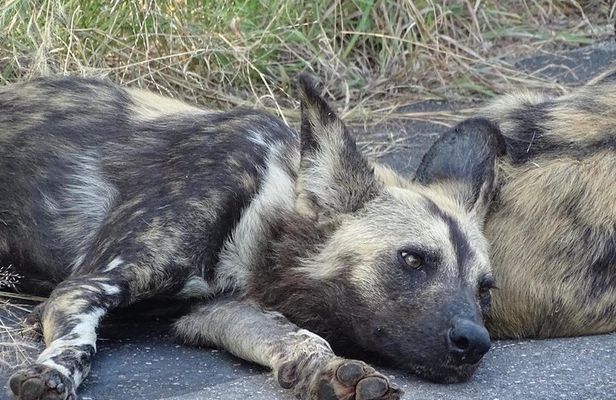 Kruger Park Safari & Panorama Combo (Min. 2 pax)