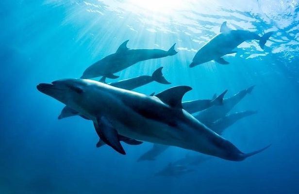 3 hour Dolphin and Seal Swim (NOV-APR)