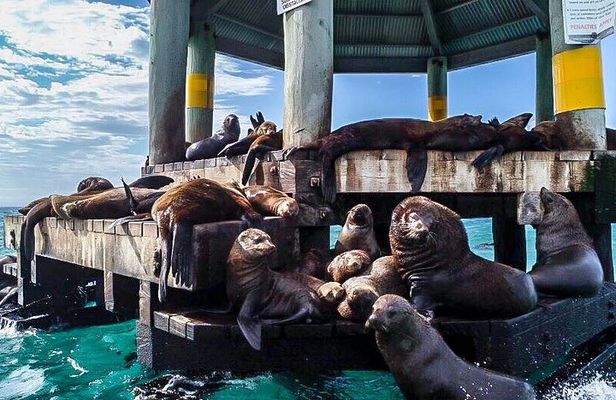 Seals, Sea Dragons & Hot Springs Experience Mornington Peninsula
