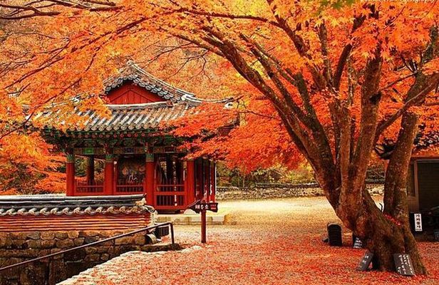 Classic Naejangsan National Park One Day Tour (Autumn Limited)