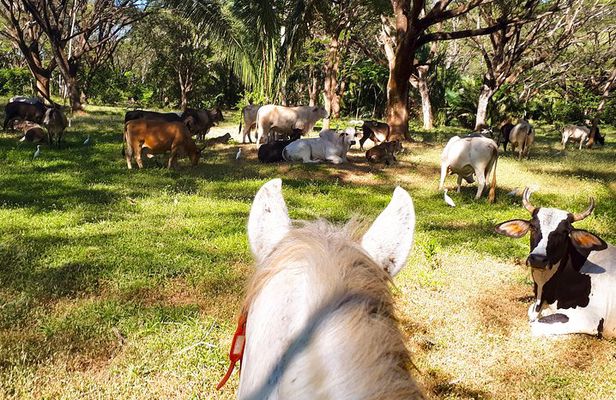 Safari Horse Riding Tour