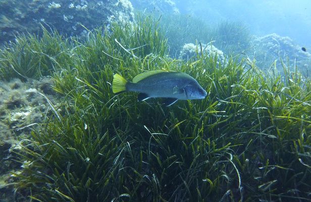 1 single dive in the Capo Carbonara marine protected area. For patented.