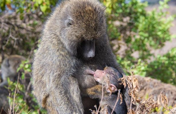 Nairobi Half day top tour attractions for travellers