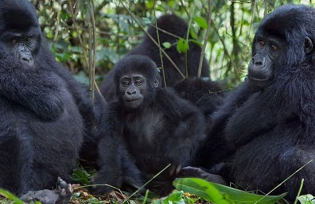3 Days Gorilla Adventure Safari in Uganda