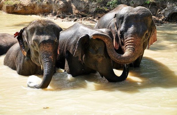 3-in-1: Doi Inthanon Tour, Elephant Sanctuary, and Trekking Trail