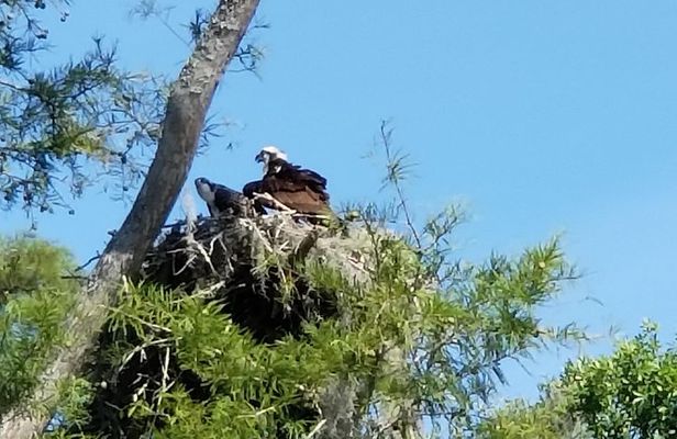 Waccamaw River Nature and Wildlife Tour