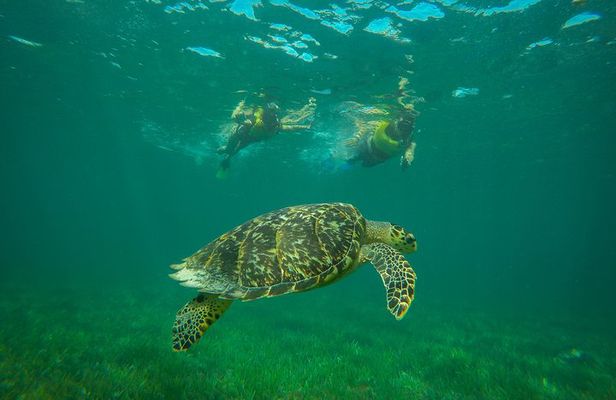 Cancun Adventure: Reef Snorkeling & Parasailing Experience