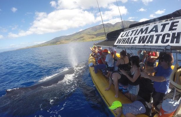 Ultimate 2 Hour Exclusive VIP Whale Watch Tour 