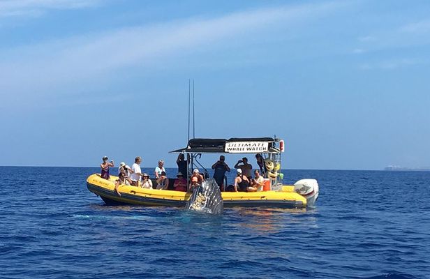 VIP (12 Guests ONLY) Ultimate Whale Watch
