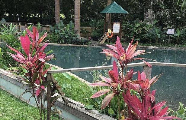 Black River Safari and YS Falls Private Tour