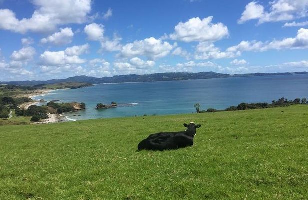 Tāwharanui- Get away from it all and experience New Zealand at its best - private tour