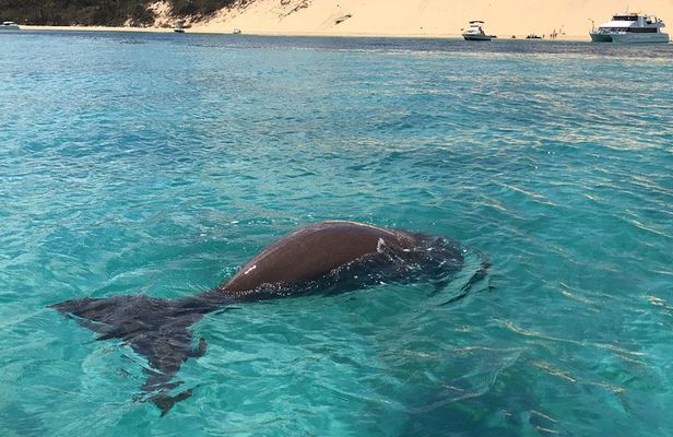 Moreton Island Eco Marine Safari Cruise and Snorkel
