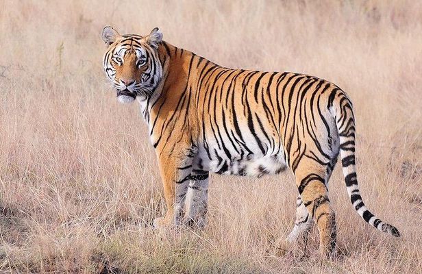 4 Nights 5 Days Jaipur-Ranthambore Tour
