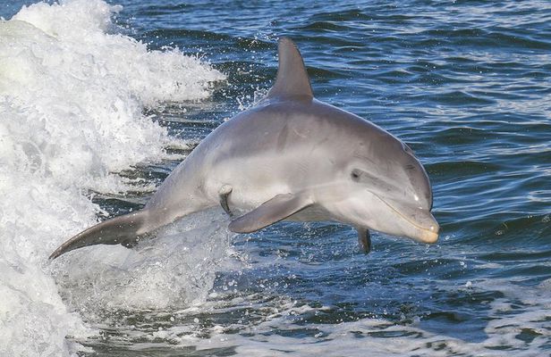 Noosa Oceanrider Scenic Dolphin Safari. Family specials