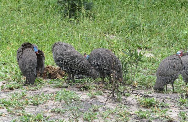 From Victoria Falls to Chobe Day Game Safari