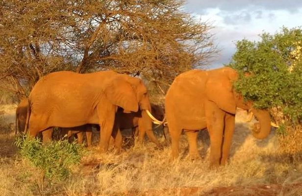 1 Day Amboseli Classic Safari Tour package,bruno safaris Kenya