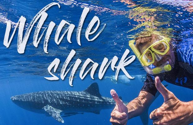 Whale Shark Tour Experience in Mayan Riviera & Tulum