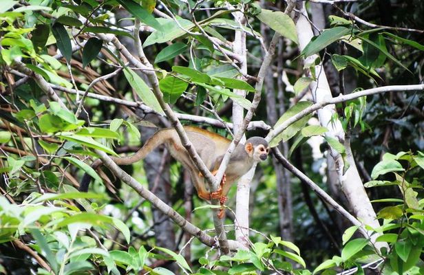 Amazon Survival Tour 6D/5N
