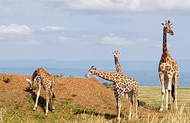 5 Days Uganda Wildlife Tour & Chimpanzee Habituation Experience
