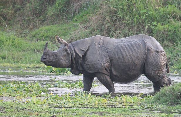 3 Days Jungle Safari in Chitwan National Park
