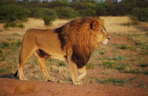 Day Tours In Nairobi
