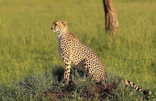 3 days Tarangire, Ngorongoro & Lake Manyara package