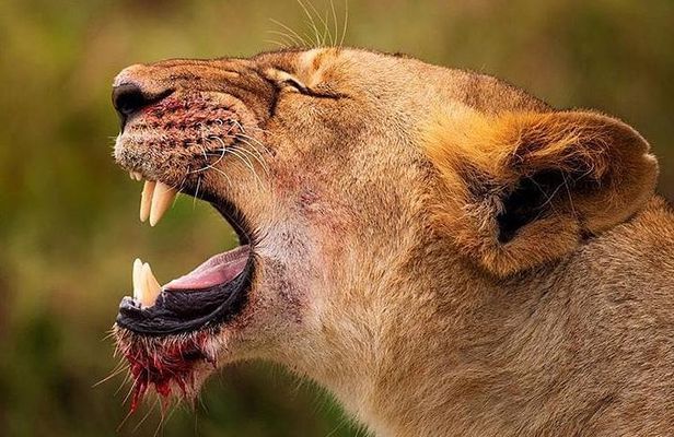 2-Day Private Serengeti Wild Camping Safari from Arusha