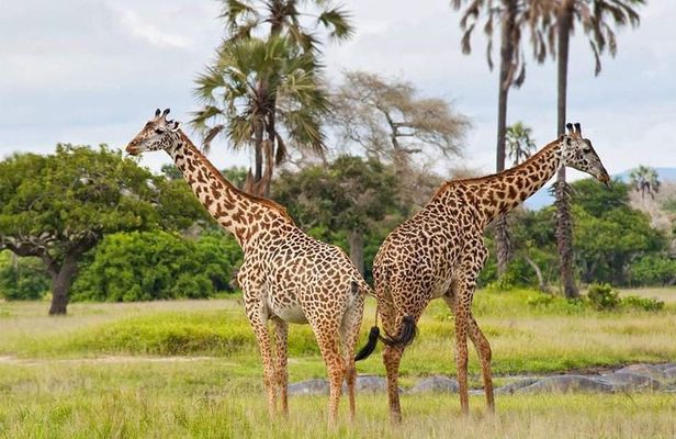 7 Days Tanzania Small Group Safari