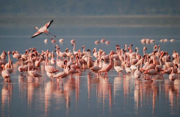 9 Days / 8 Nights Join group Safari 