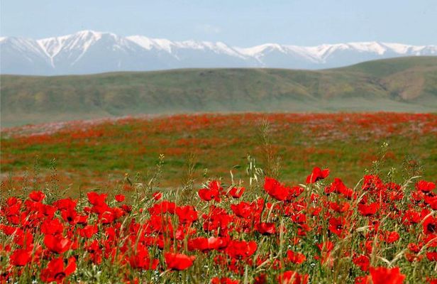 Trekking in Aksu-Zhabagly nature reserve (2 days)