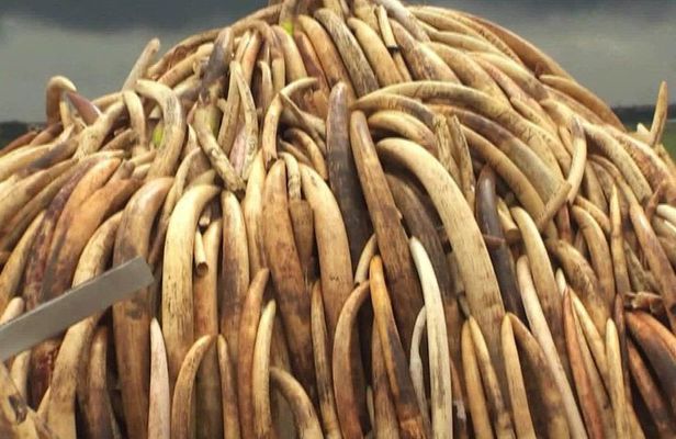 Private Half day tour: Nairobi park, Elephant & Giraffe Centre 