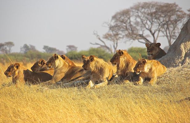 half Day TOURS/NAIROBI NATIONAL PARK/ELEPHANT & GIRAFFE CENTRE