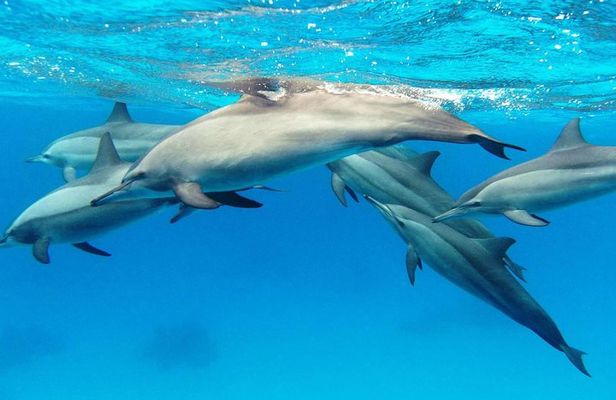 Private Boat Full Day Swimming With Dolphins Trip - Hurghada