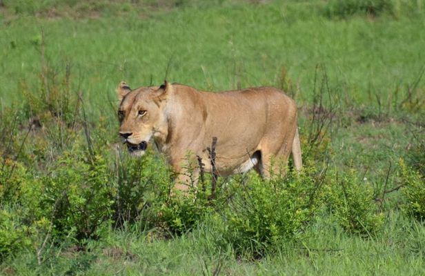Trip for backpackers – Ngorongoro, Tarangire, Mt. Oldeani