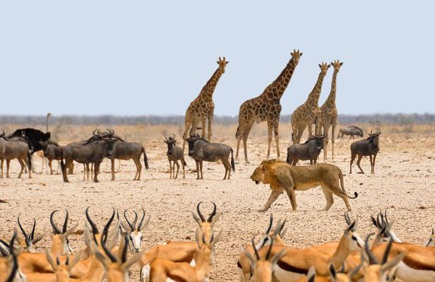 Namibia Express Safari - 6 Days