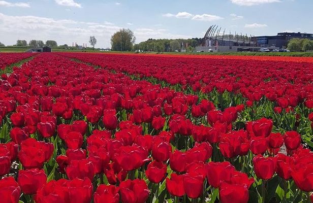 Amsterdam: Private Tour to Keukenhof and Flower-Farm with Ticket