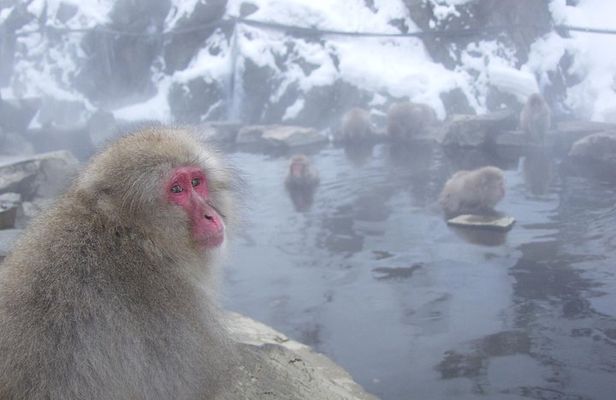 See Snow Monkeys on a Private Day Trip from Tokyo by Bullet Train
