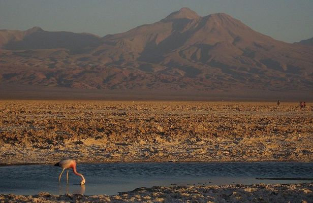 San Pedro de Atacama, Laguna de Chaxa and Toconao - Half day