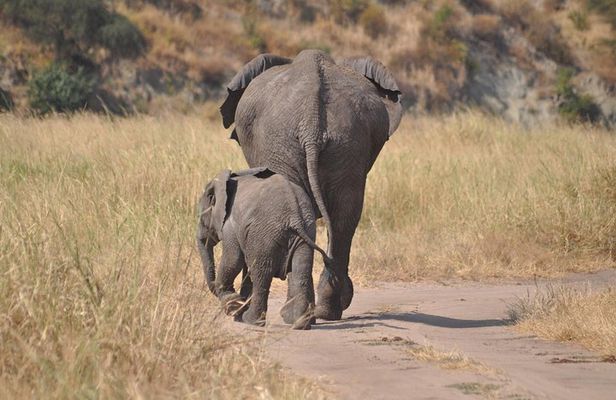 4 days Tanzania group safari to Serengeti, Crater and Tarangire